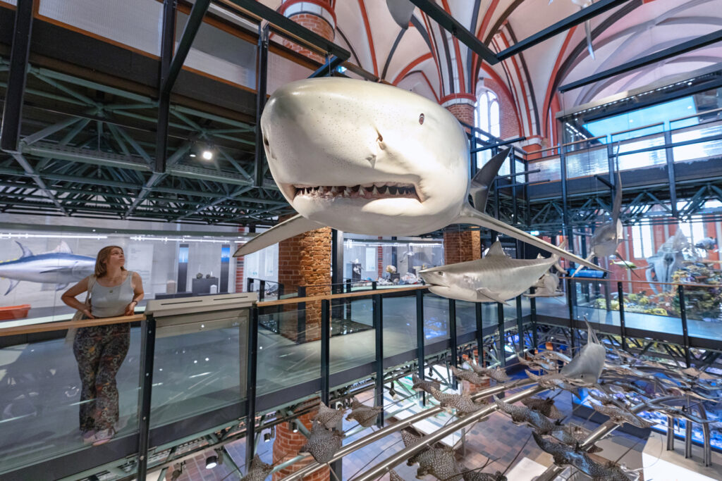 Anke Neumeister/Deutsches Meeresmuseum